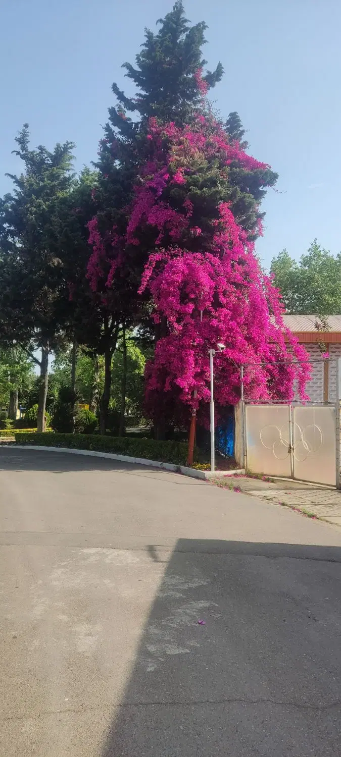 آپارتمان کسری، بلوار سجاد