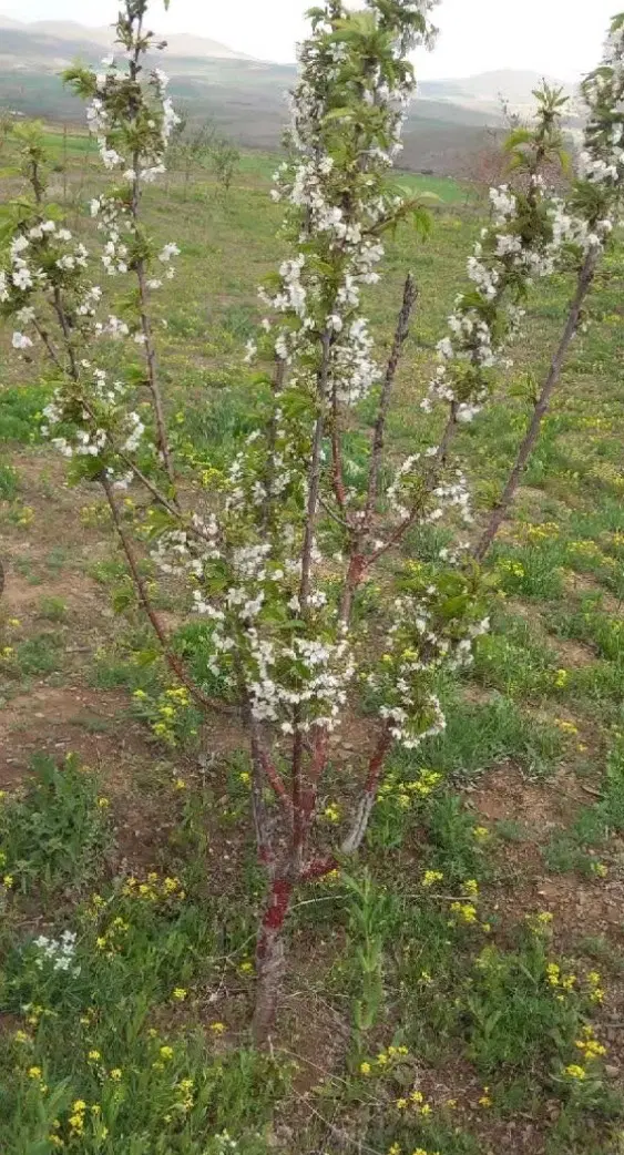 جاده ملایر پل شکسته