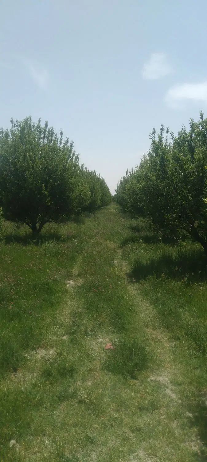 باغچه کوی صبا چوبتراش