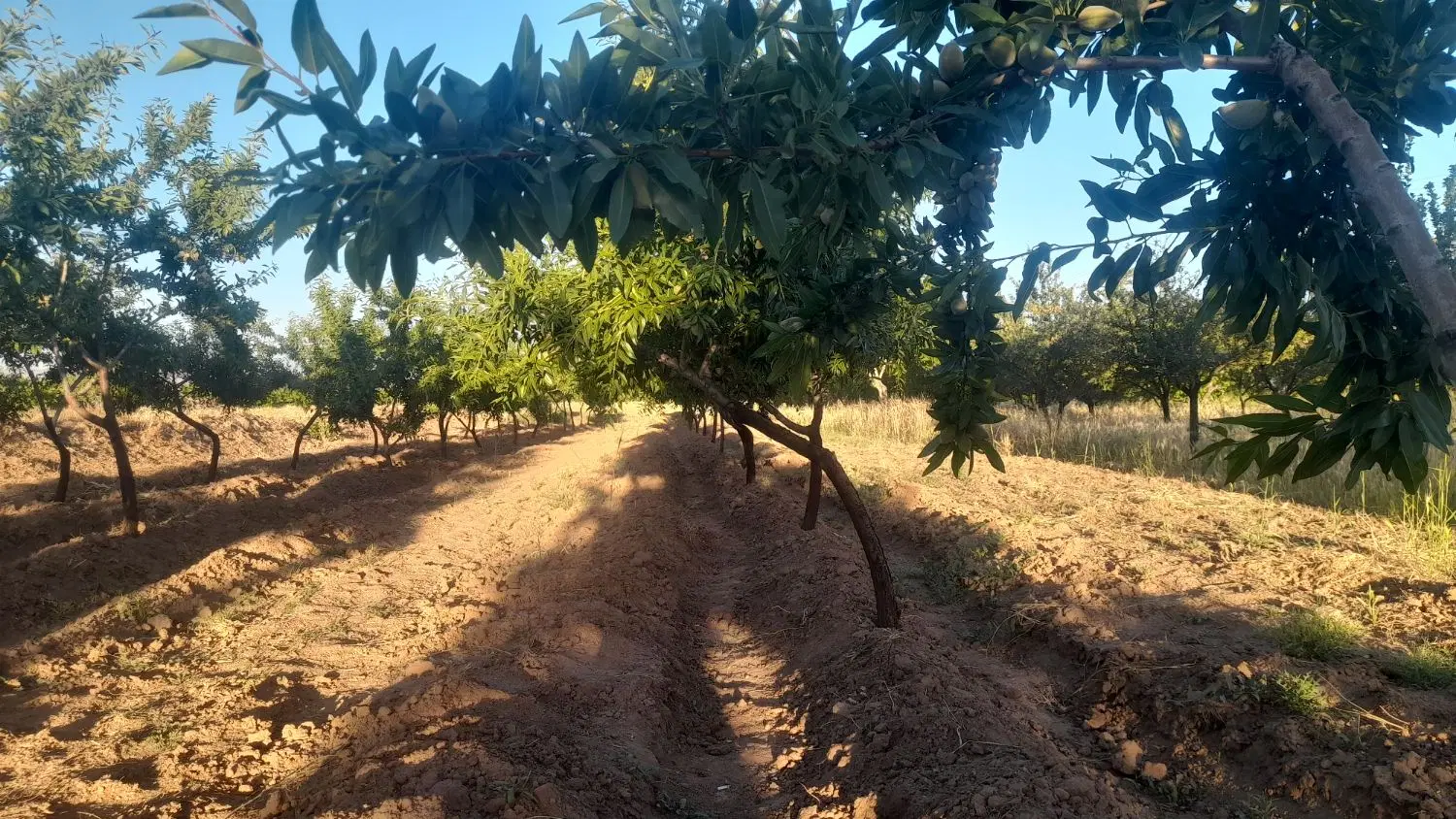 باغ .با درختان هرحالو ۵ ساله