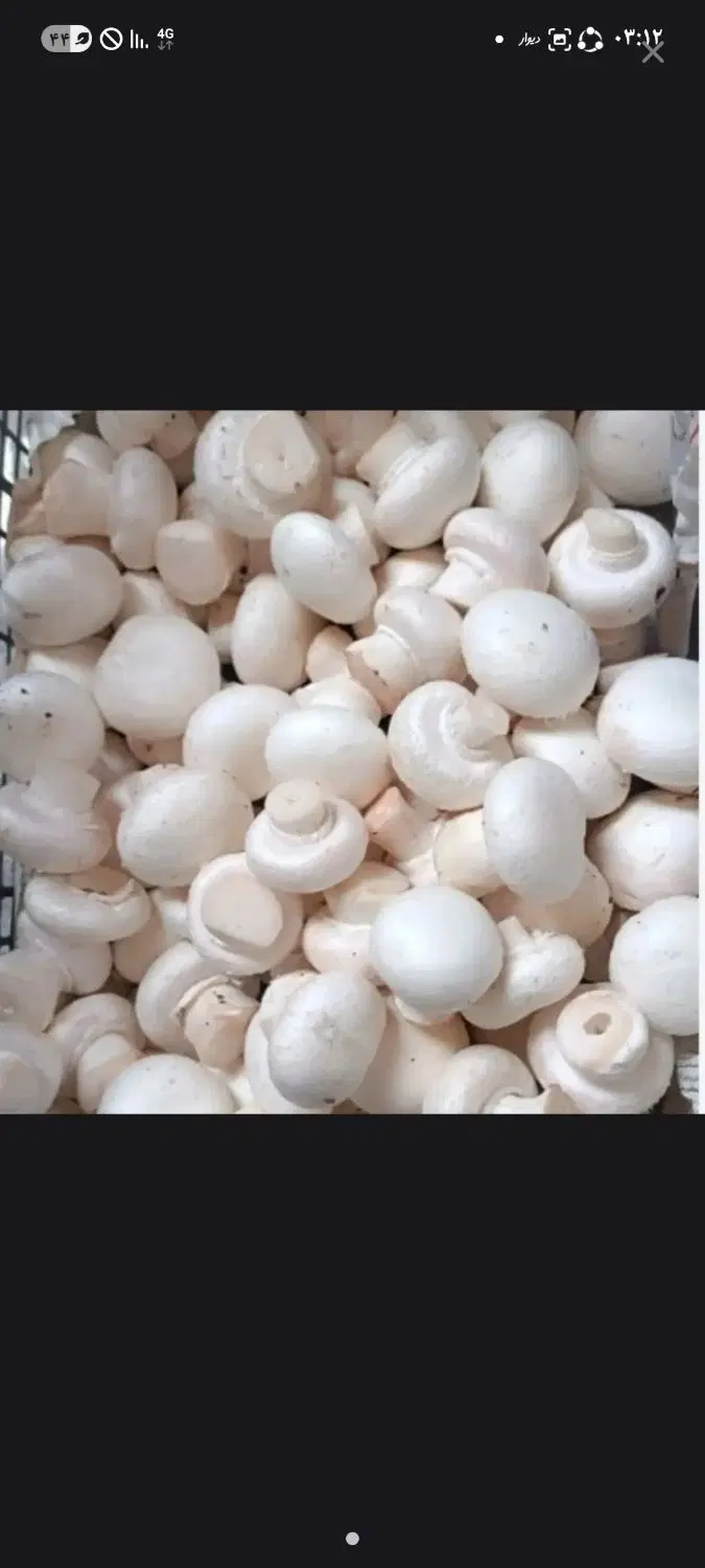 سرمایه گذاری قارچ
