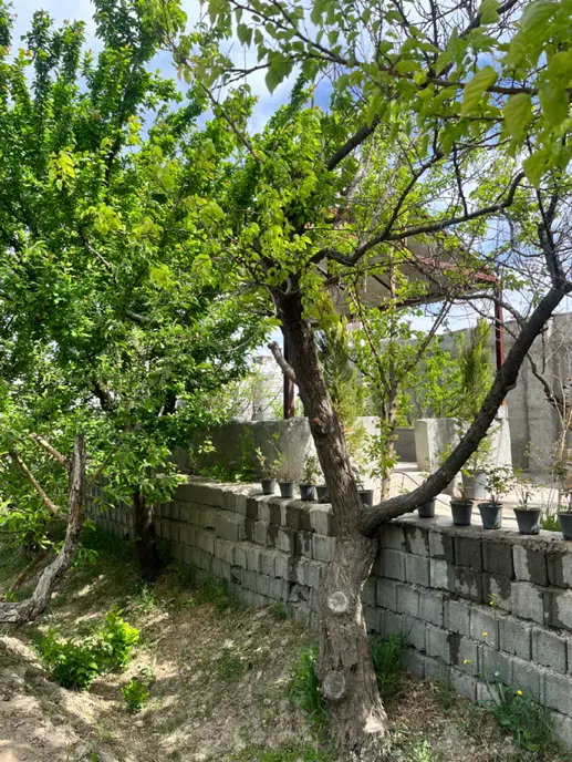 باغ چهاریواری