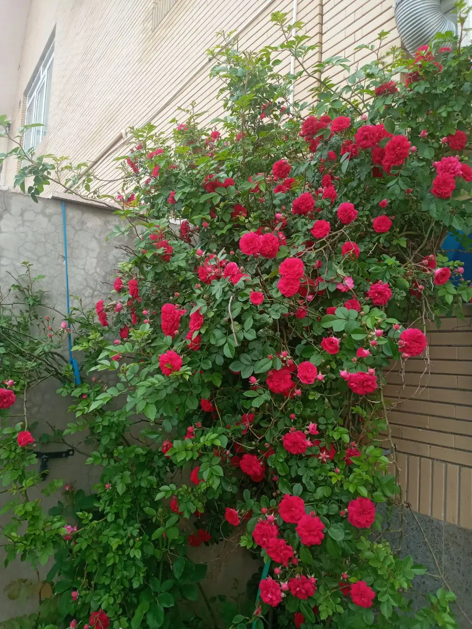 خونه ویلایی