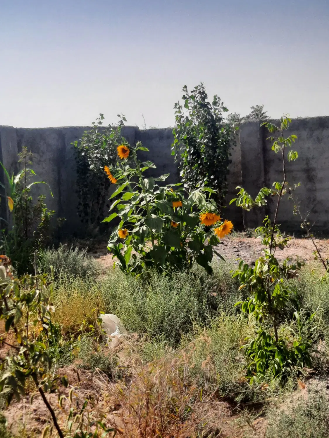 باغچه چهاردیواری ۲۱۲ متری