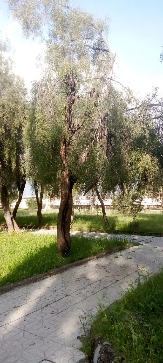 خونه کلنگی