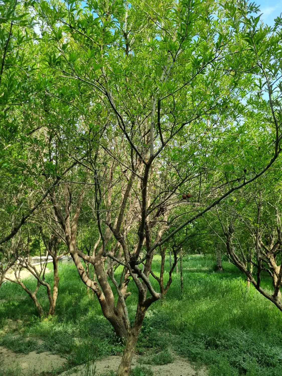 زمین ویلایی با کلیه امکانات قانونی