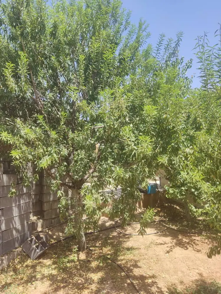 باغشهری سیخ دارنگون