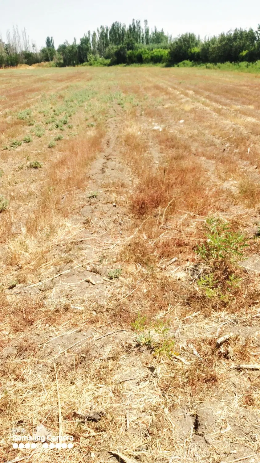 زمین مخصوص خانه باغ