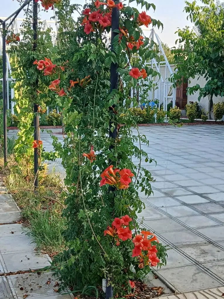 باغ امامزاده