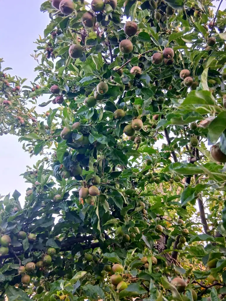 باغ با دو حلقه چاه
