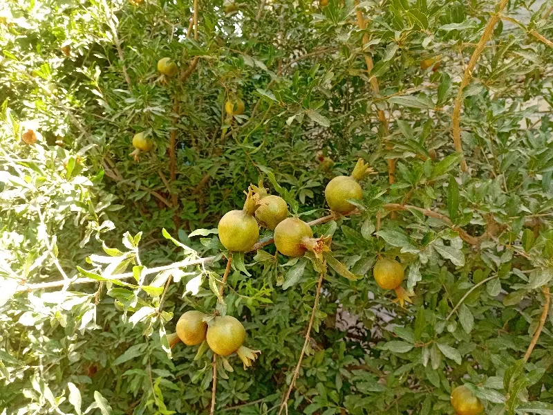 فروش منزل مسکونی در فاروق