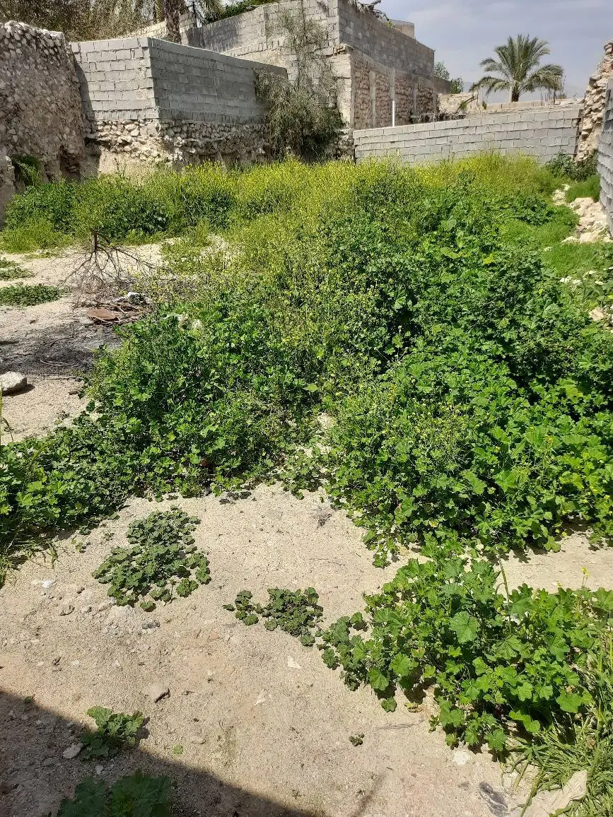 فروش زمین مسکونی در روستای گلستان کازرون