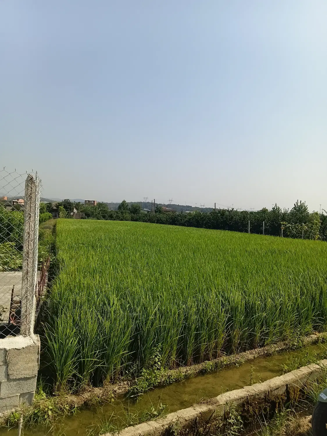 فروش زمین کشاورزی