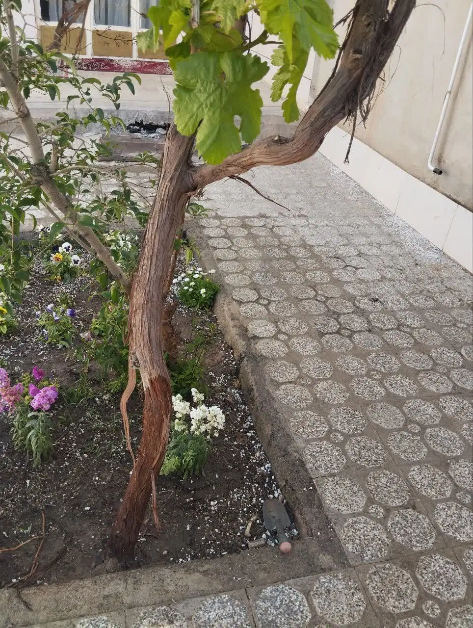 اجاره دربست فردوسی