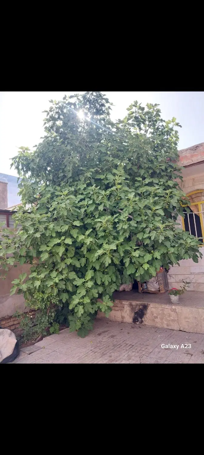 اجاره خانه ویلایی