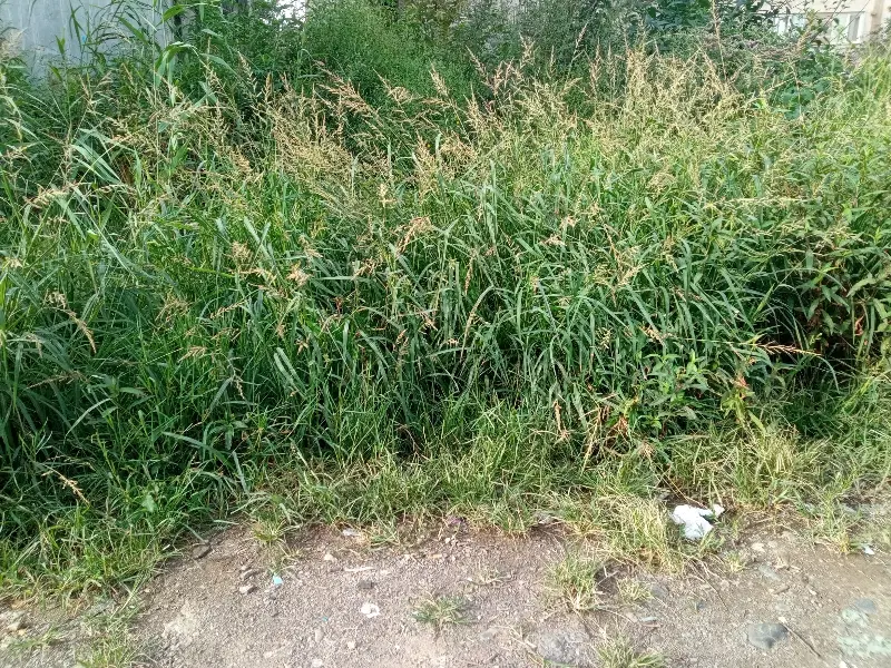 زمین سنددار954مترخارج طرح روبرو شهرک صنعتی سیاهکل