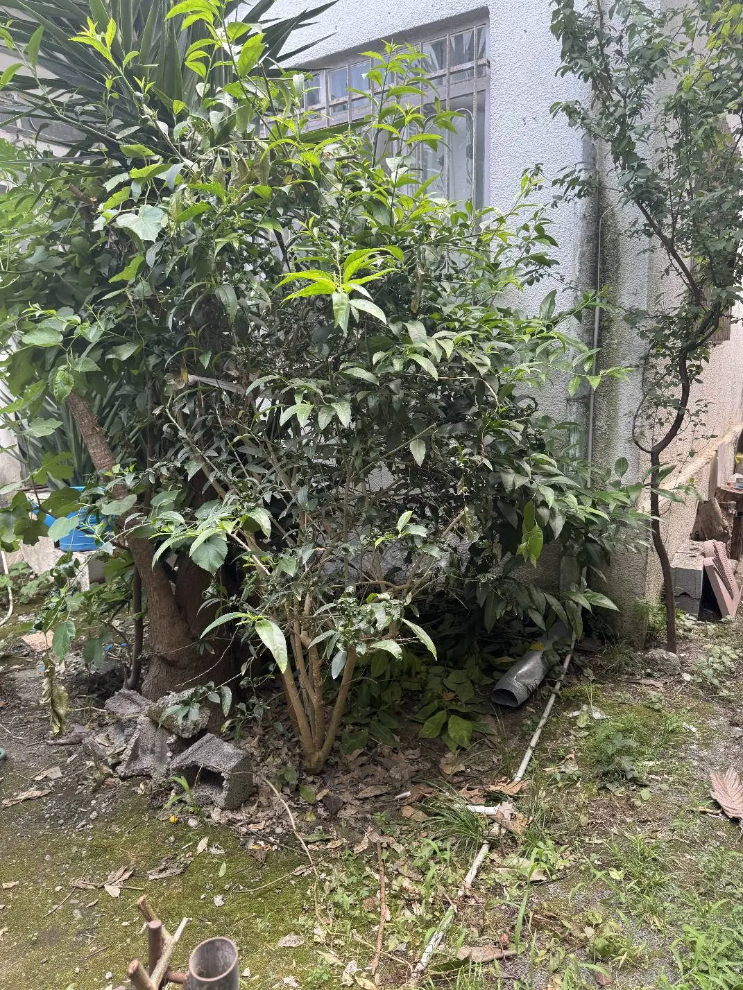 فروش زمین ۴۰۹ متری در روستای برار داخل بافت