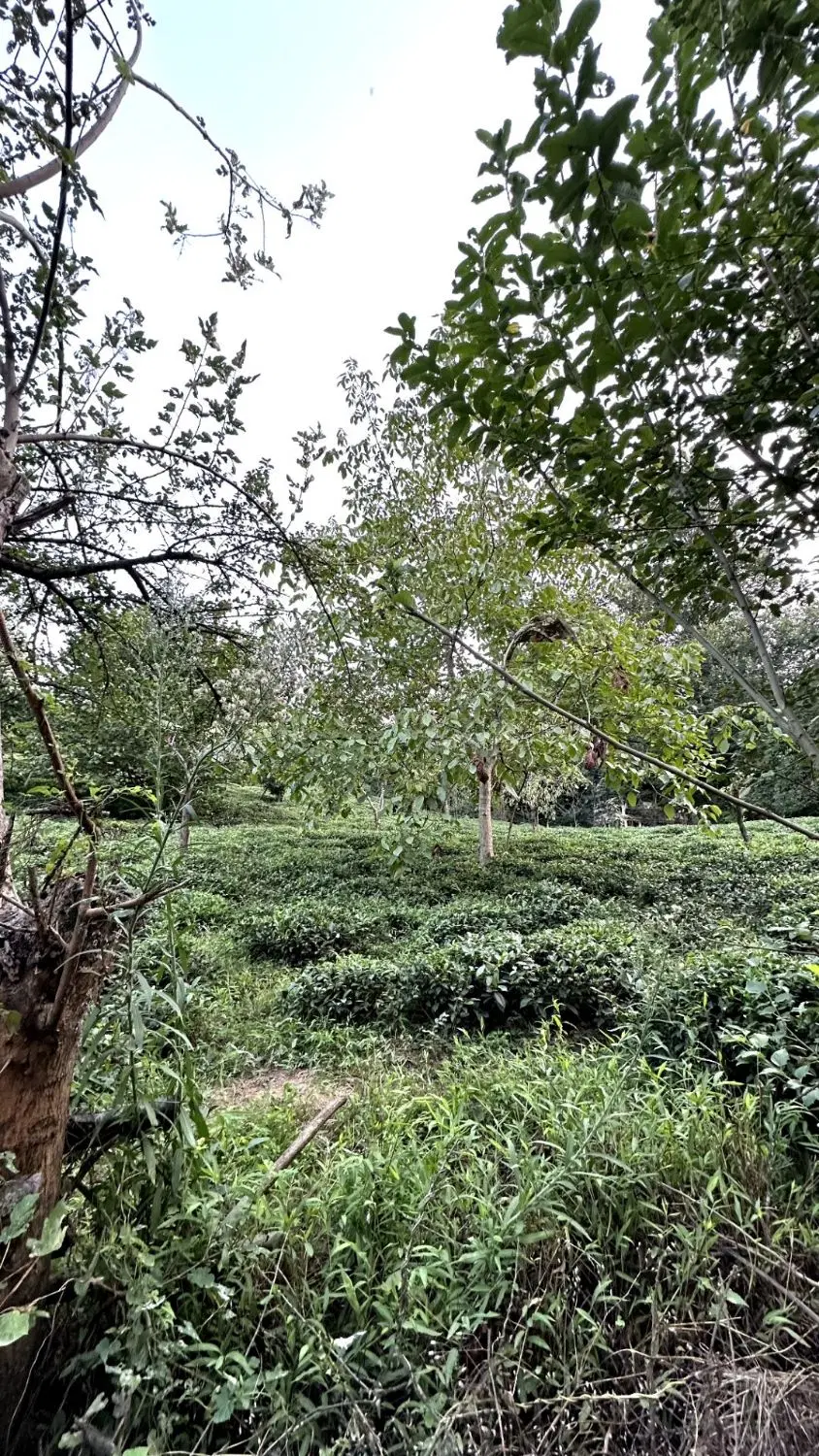 باغ چای