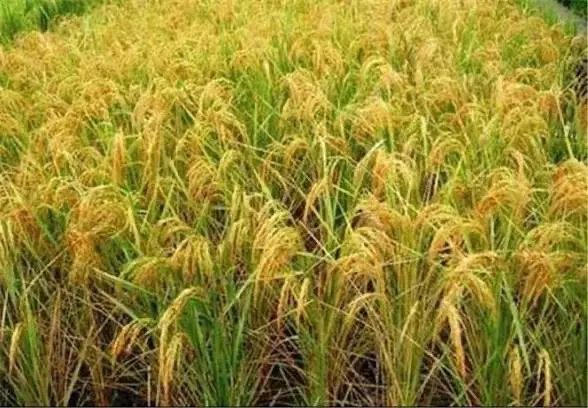 ۳۰۰۰متر زمین کشاورزی