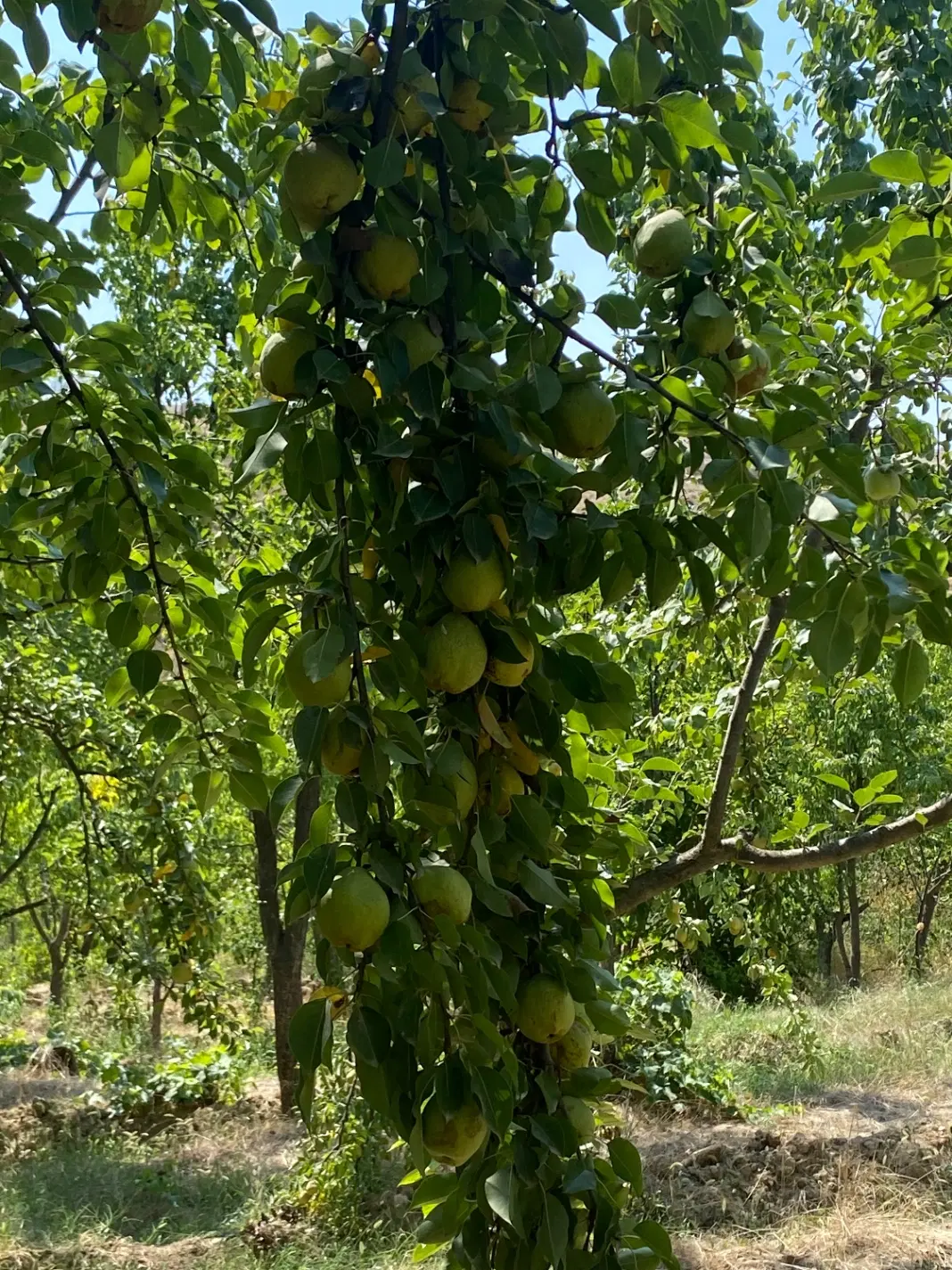 باغ ۳۰۰۰ متری در روستای عرب بجنورد