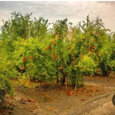 زمین باغ(قیمت استثنایی)