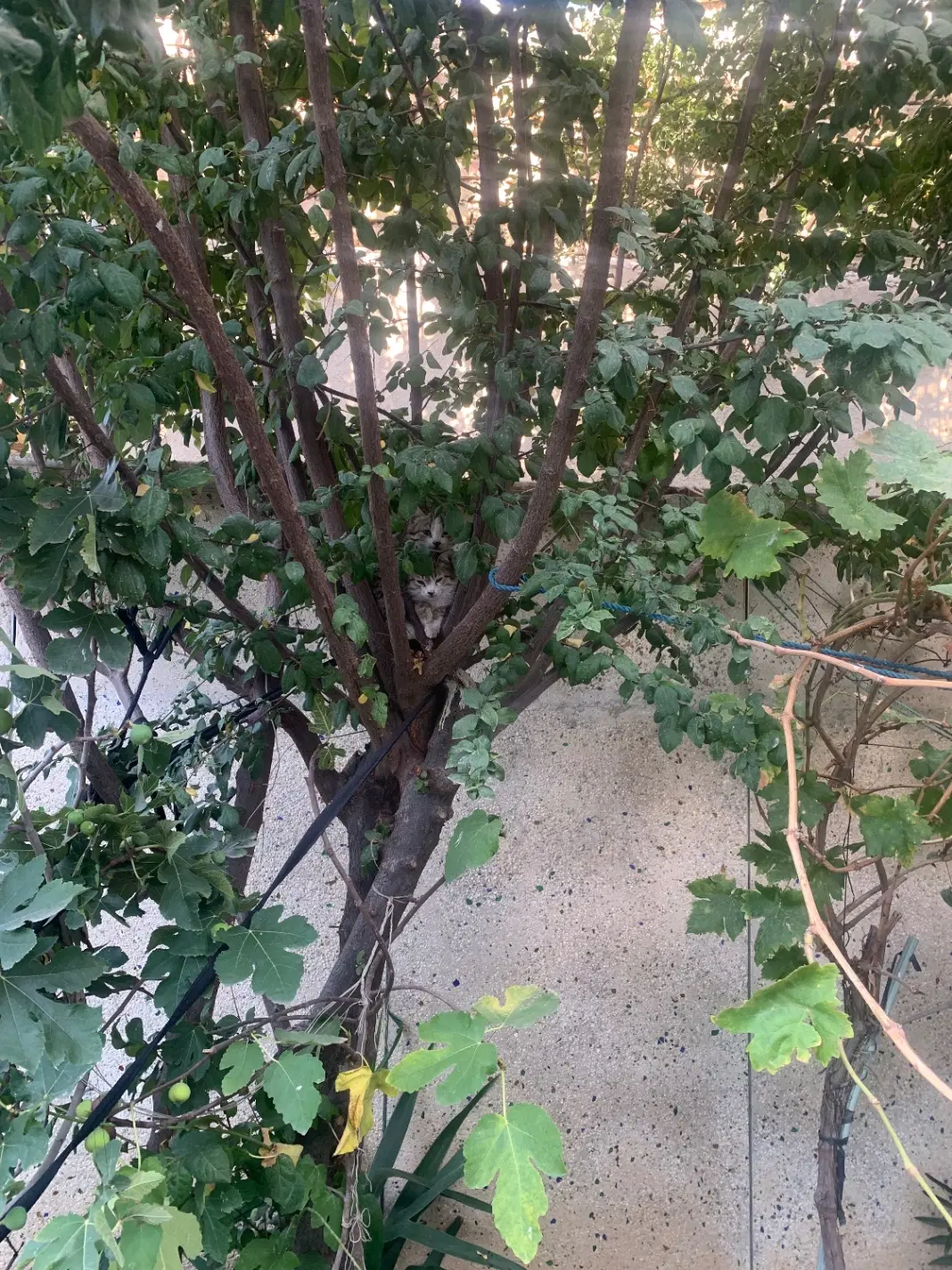 باغچه در بهترین جای سهیلیه سنقرآباد صاحب الزمان