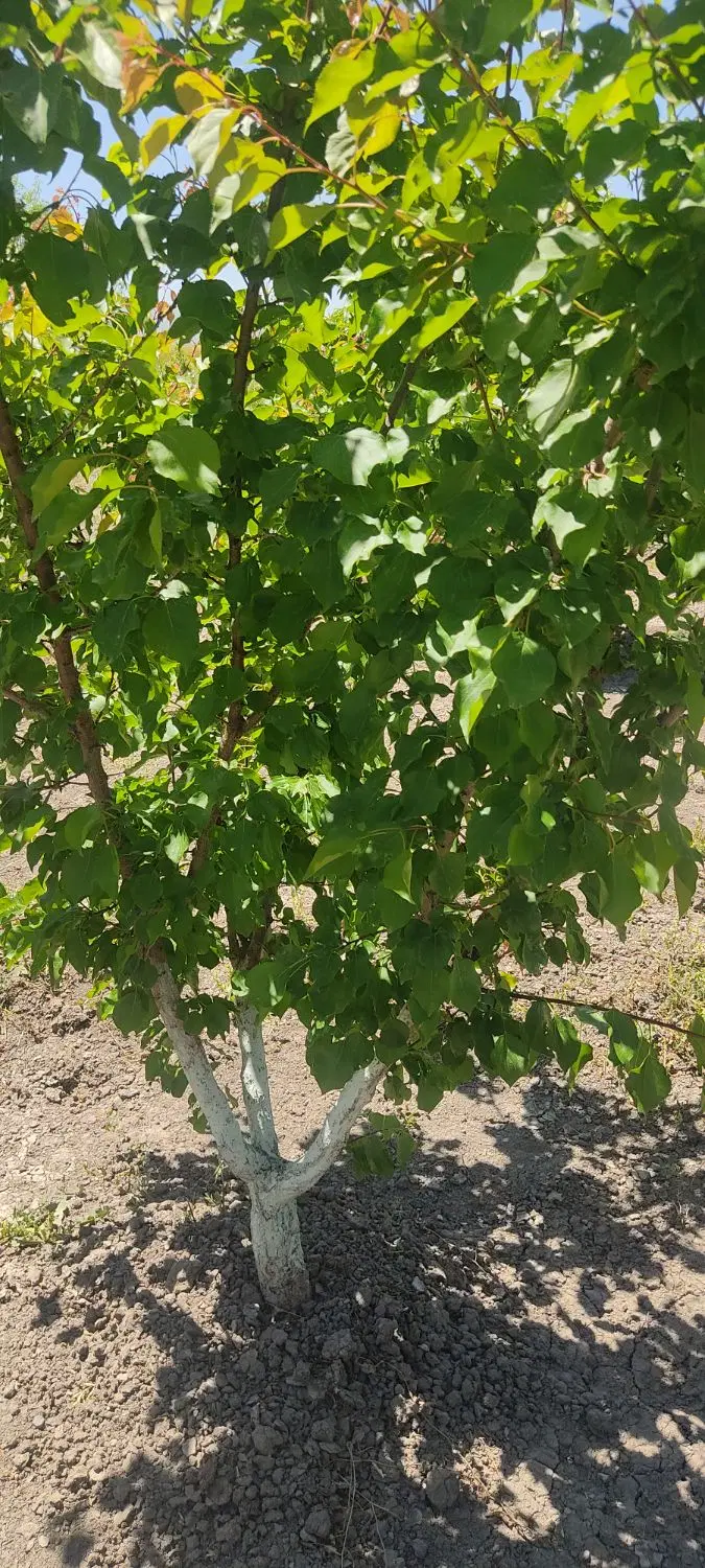 زمین باغی