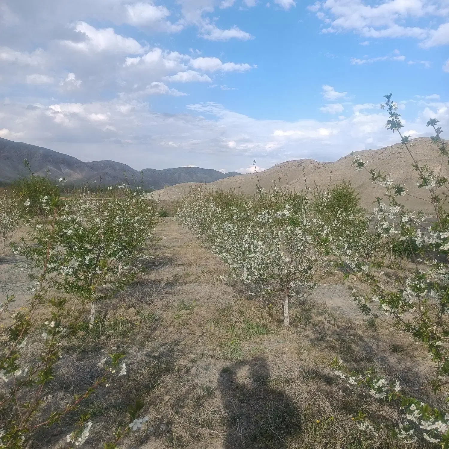 فروش باغ مناسب در روستای قرخ یاشار