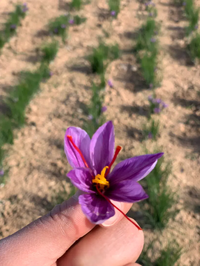۴۰۰۰ متر(۲۰ من) زمین زراعی نزدیک شهر
