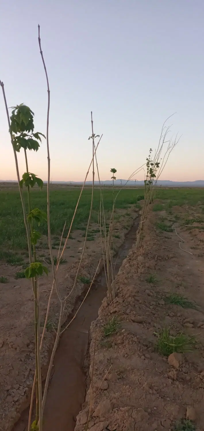 زمین باغی میقان با آب و نقشه کشی مهندسی