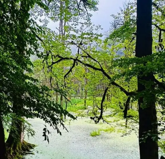 فروش زمین باغی