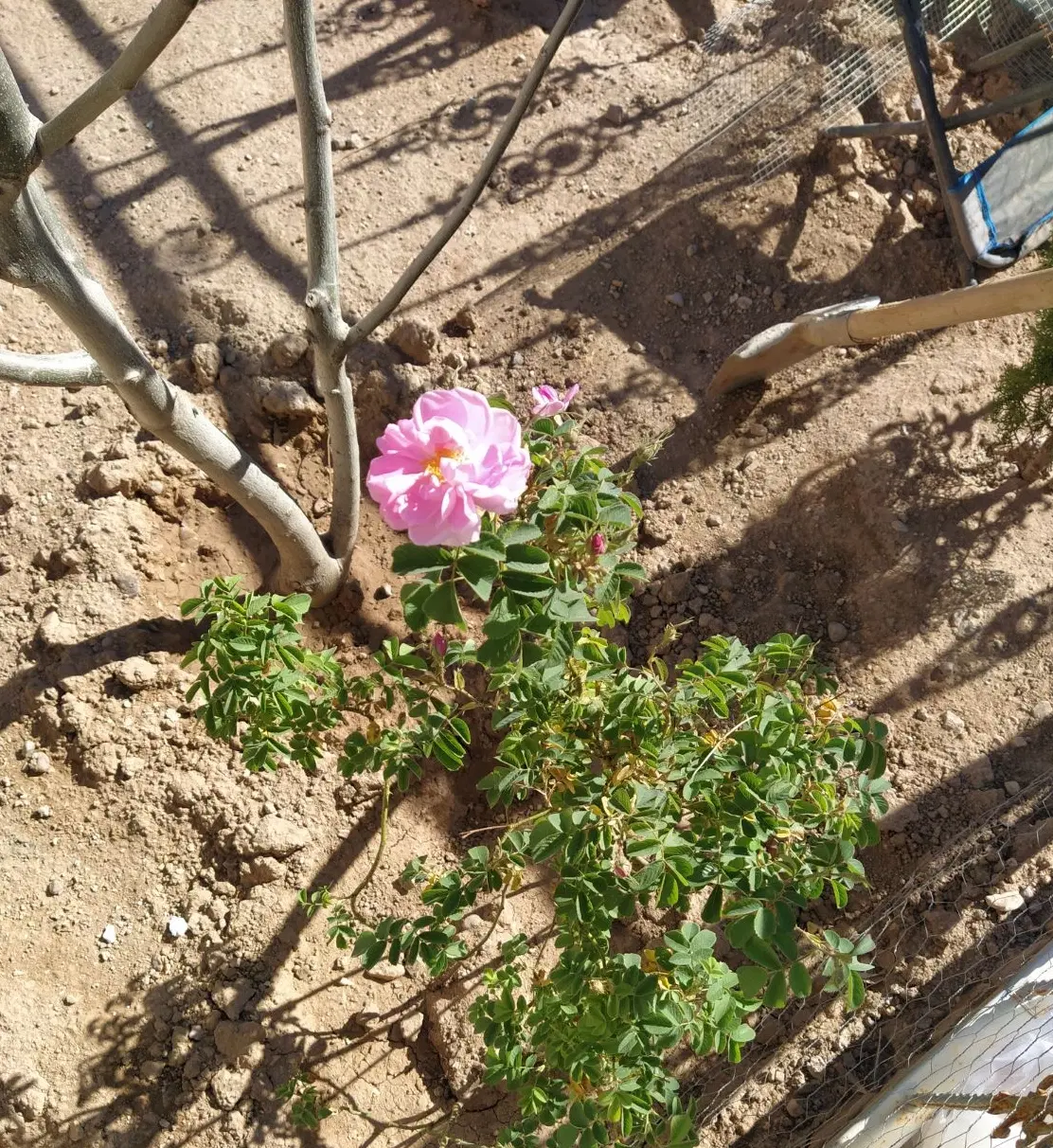 نجم آباد ویلایی
