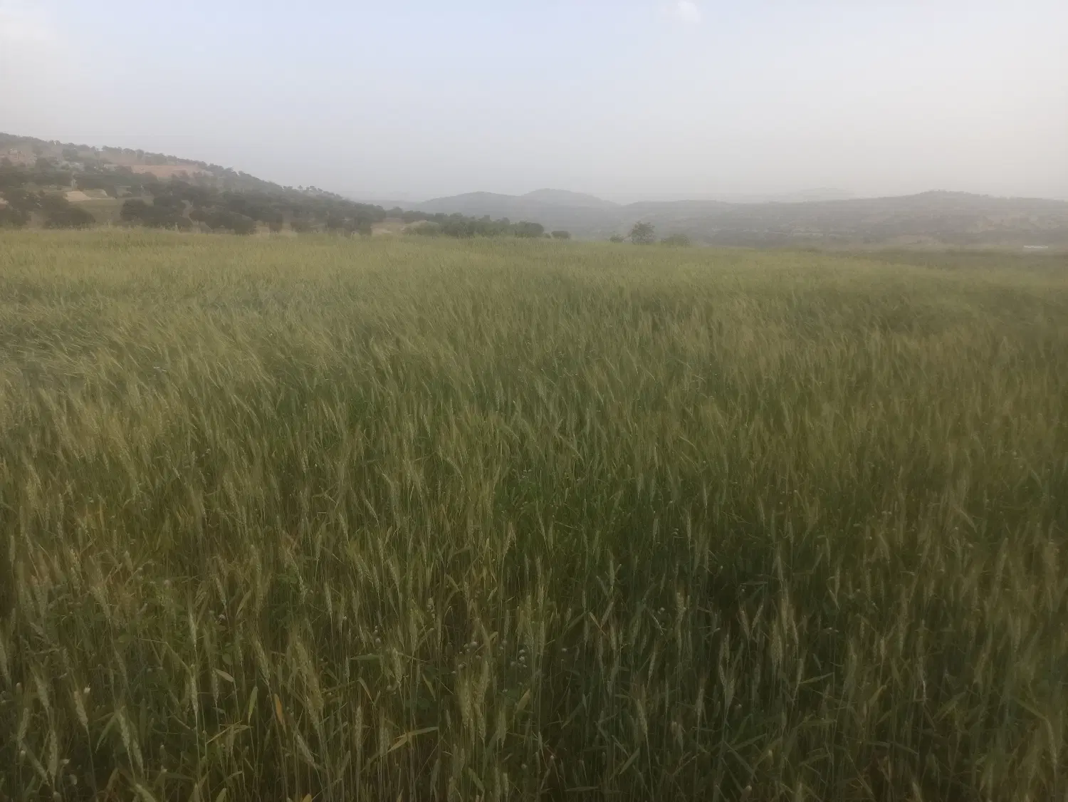 یک قطعه زمین برنج کاری