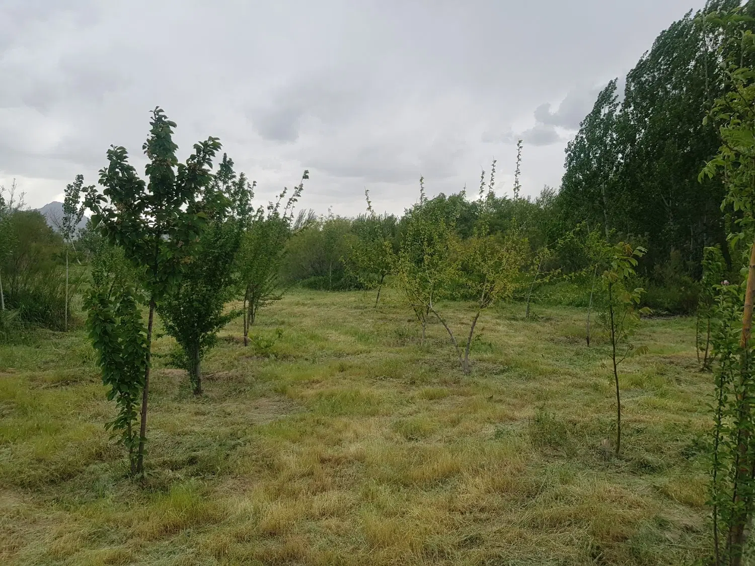 فروش باغ کنار رودخانه،بدون مشکل آب