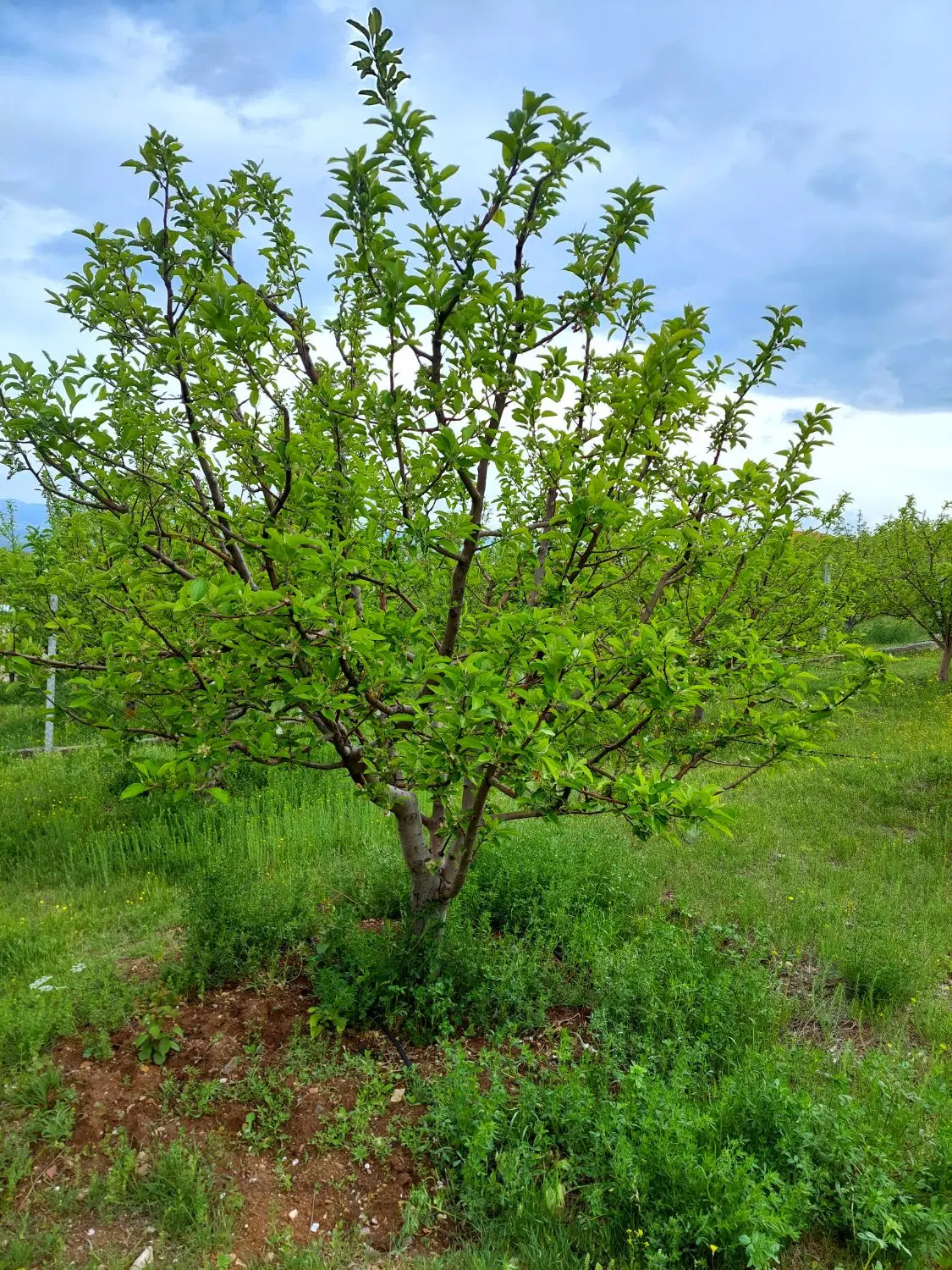 ۲۵۰۰متر باغ قطره ای۸ساله مجوزدار در ۳دقیقه ای اهر