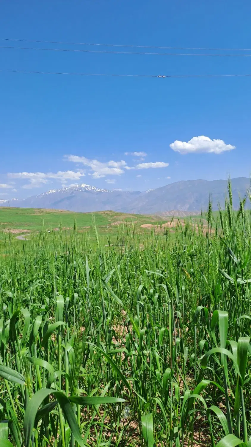 زمین باغی دیم