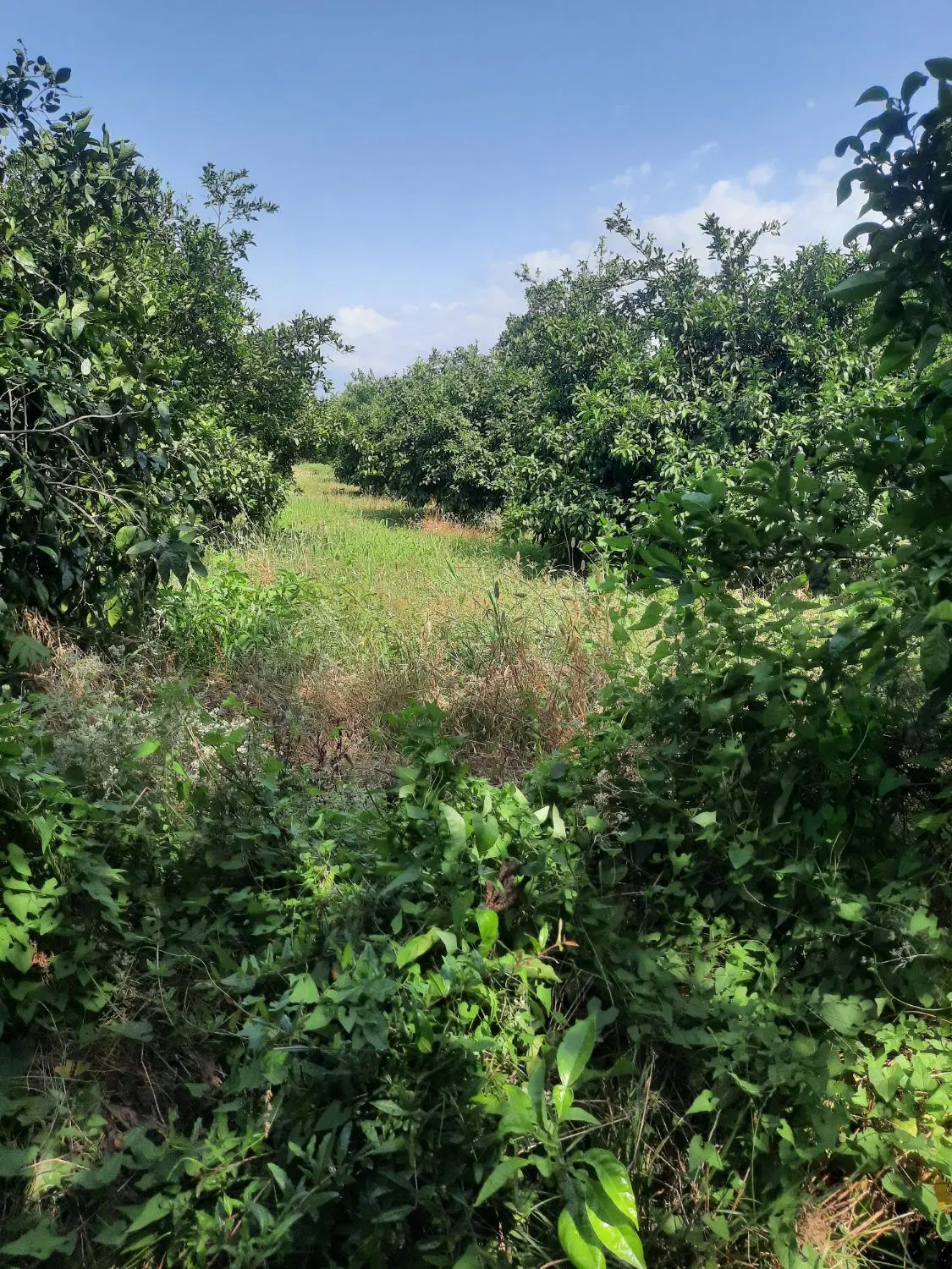 ۷۷۰۰متر مربع باغ پرتغال در کهنه کلباد