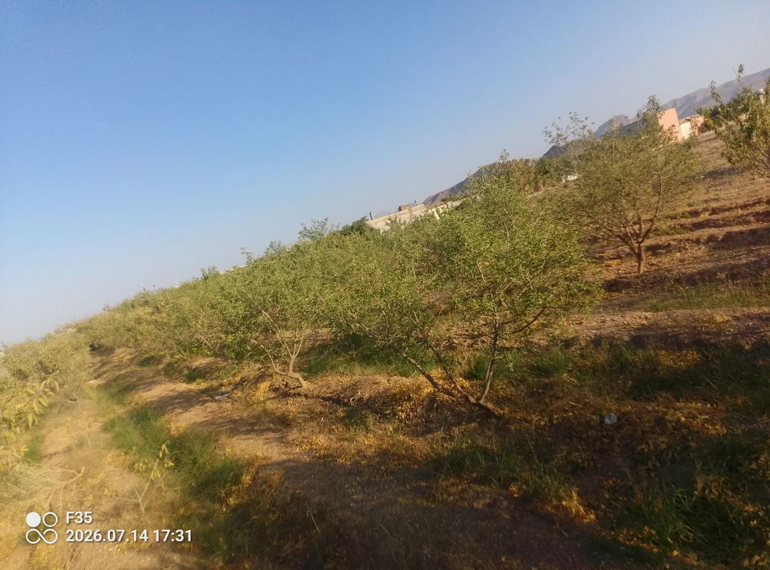 زمین درختی کنار شهرک صنعتی 2نجف آباد