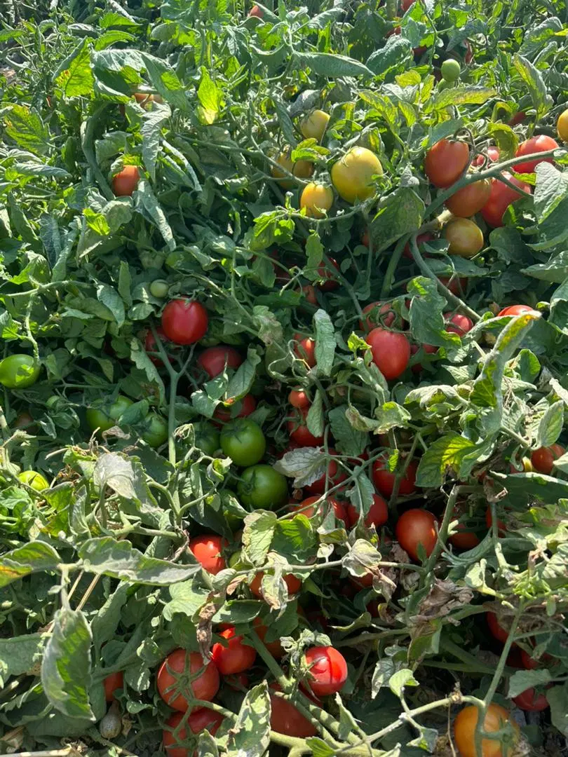 زمین کشاورزی اجاره