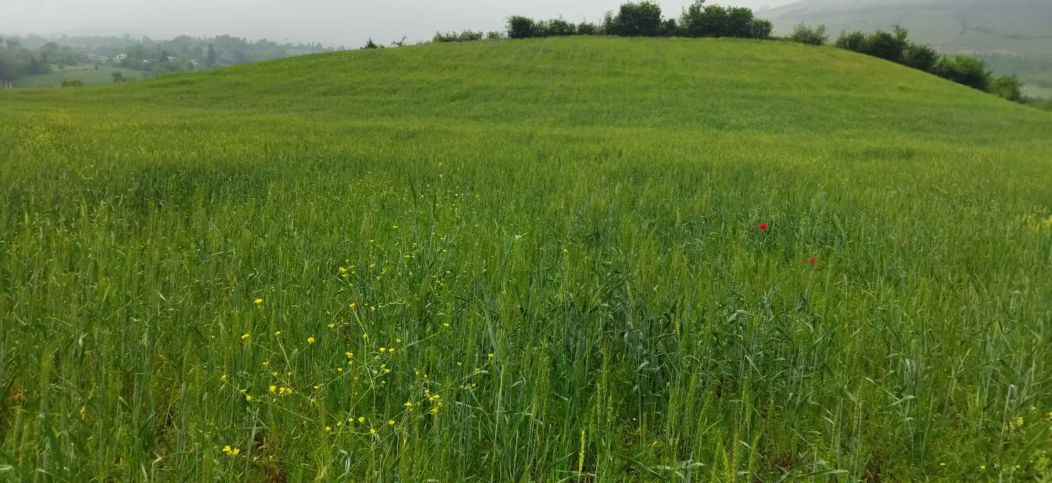 فروش استثنایی زمین در منطقه خوش آب و هوای گیلان