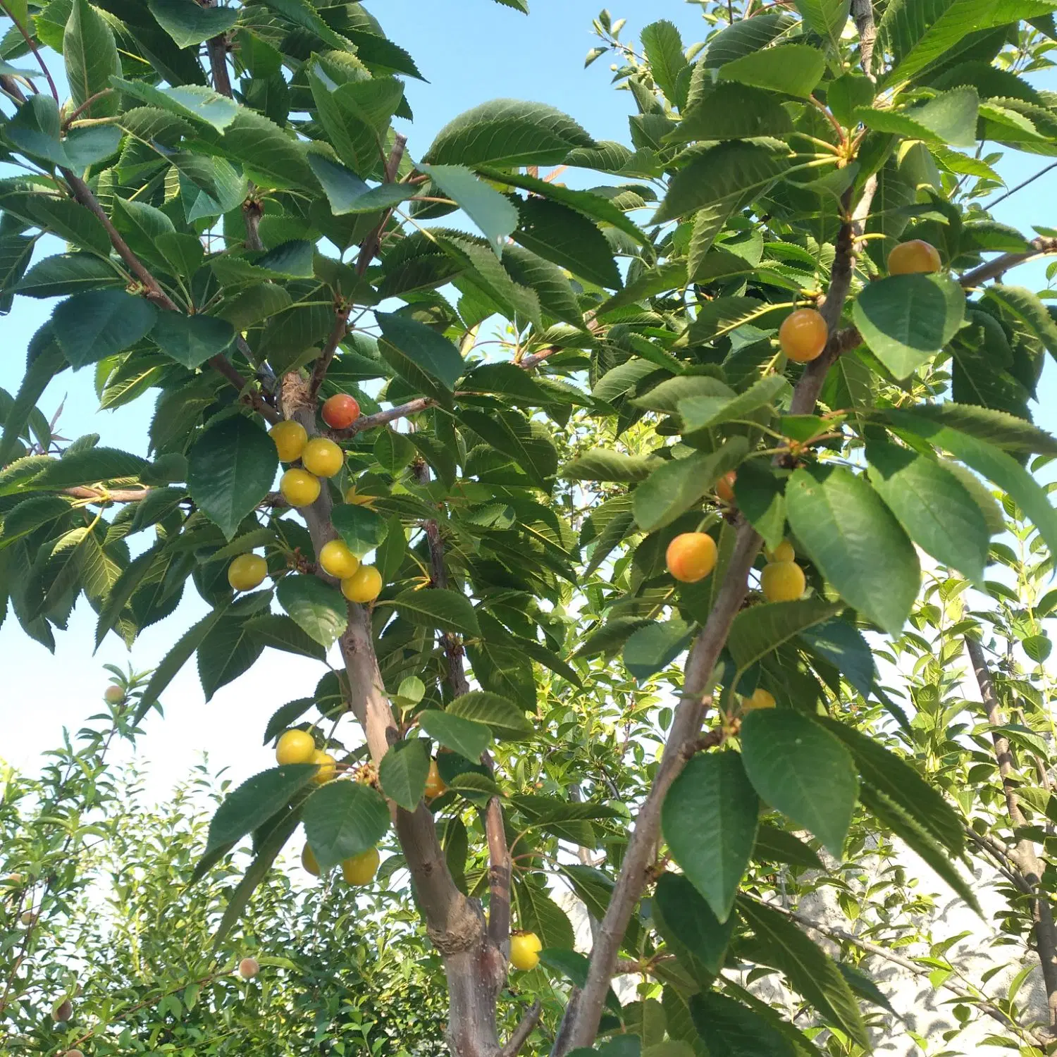 ۳۰۰ متر باغ در گلمغان