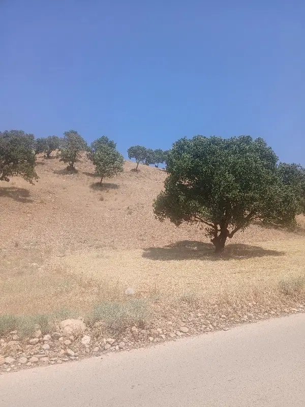فروش زمین مادوان بالا