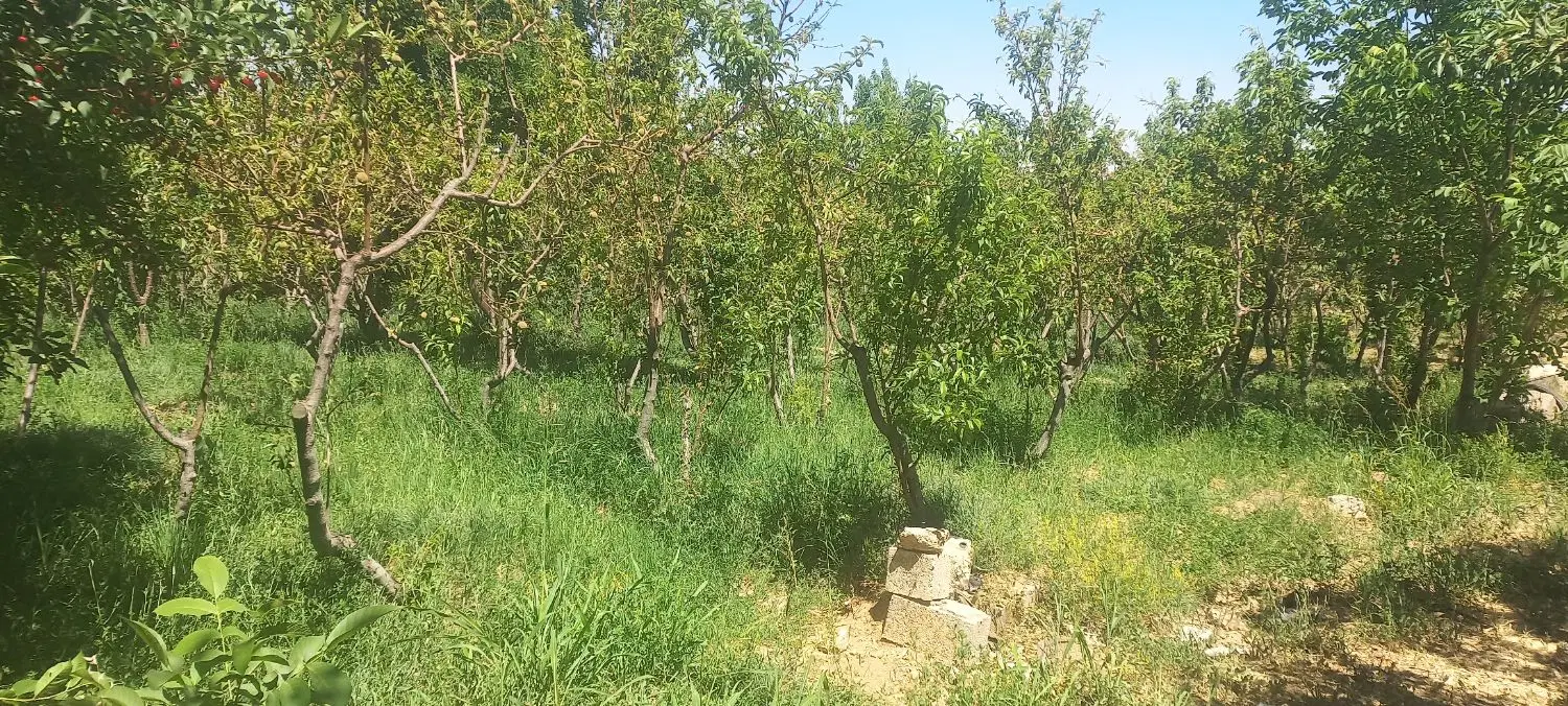 زمین کشاورزی با اتاق شوراب صغیر