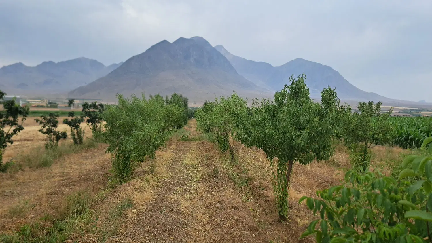 زمین باغی به متراژ ۴هزار متر