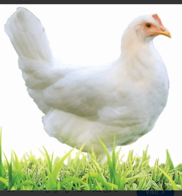 اجاره مرغداری گوشتی