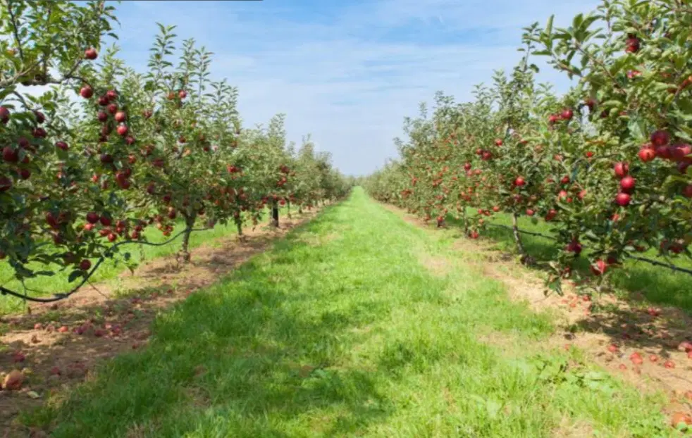 باغچه اردوشاهی نبش کوی الهیه