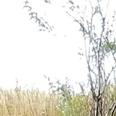 باغ شهر خرمدره