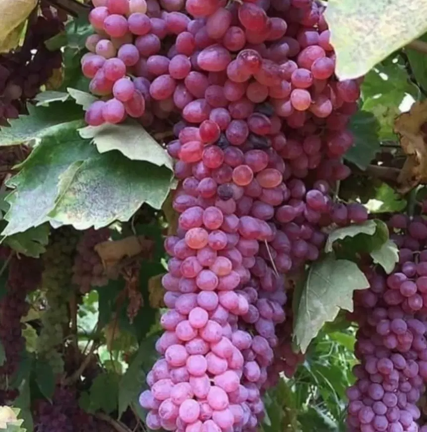 اجاره باغ انگور