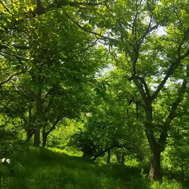 اجاره باغ گردو