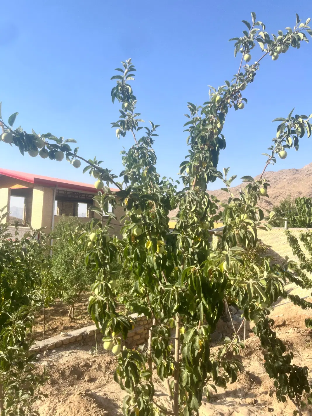 باغ سانیج۶۰۰متر
